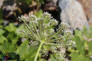 Peucedanum ostruthium (2) (1200 x 800).jpg_product_product_product_product